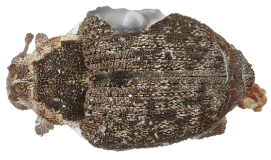 Figure 11 Pelenomus canaliculatuspng